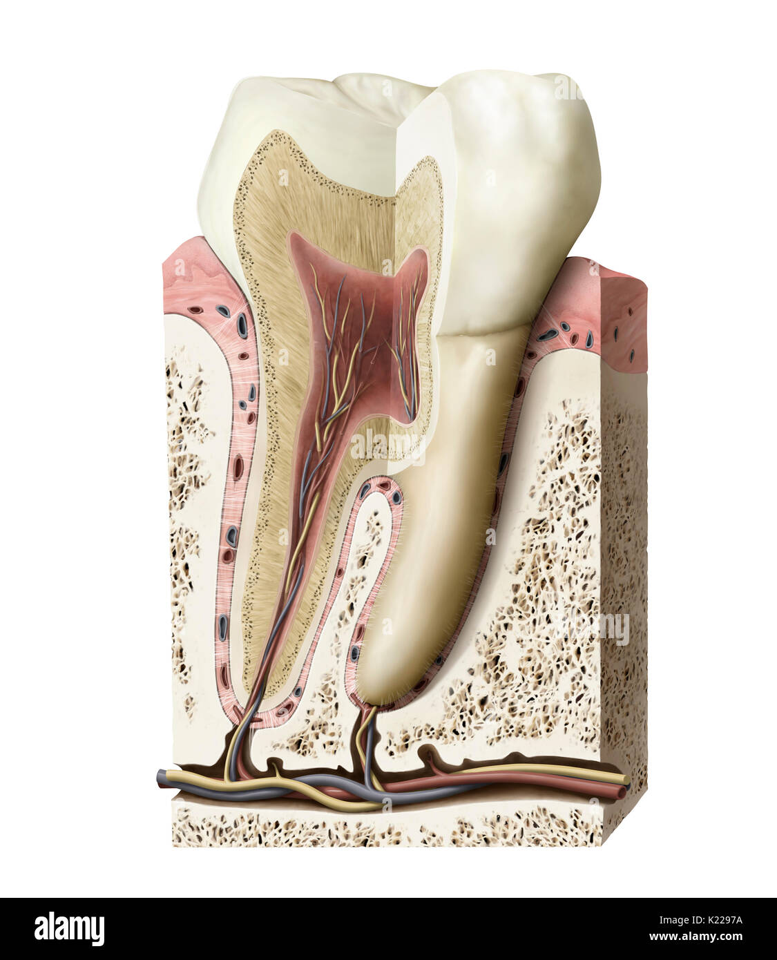 Teeth are formed of two main parts: the crown (the visible protruding part) and several roots (the part inserted into the upper or lower jaw). Stock Photo