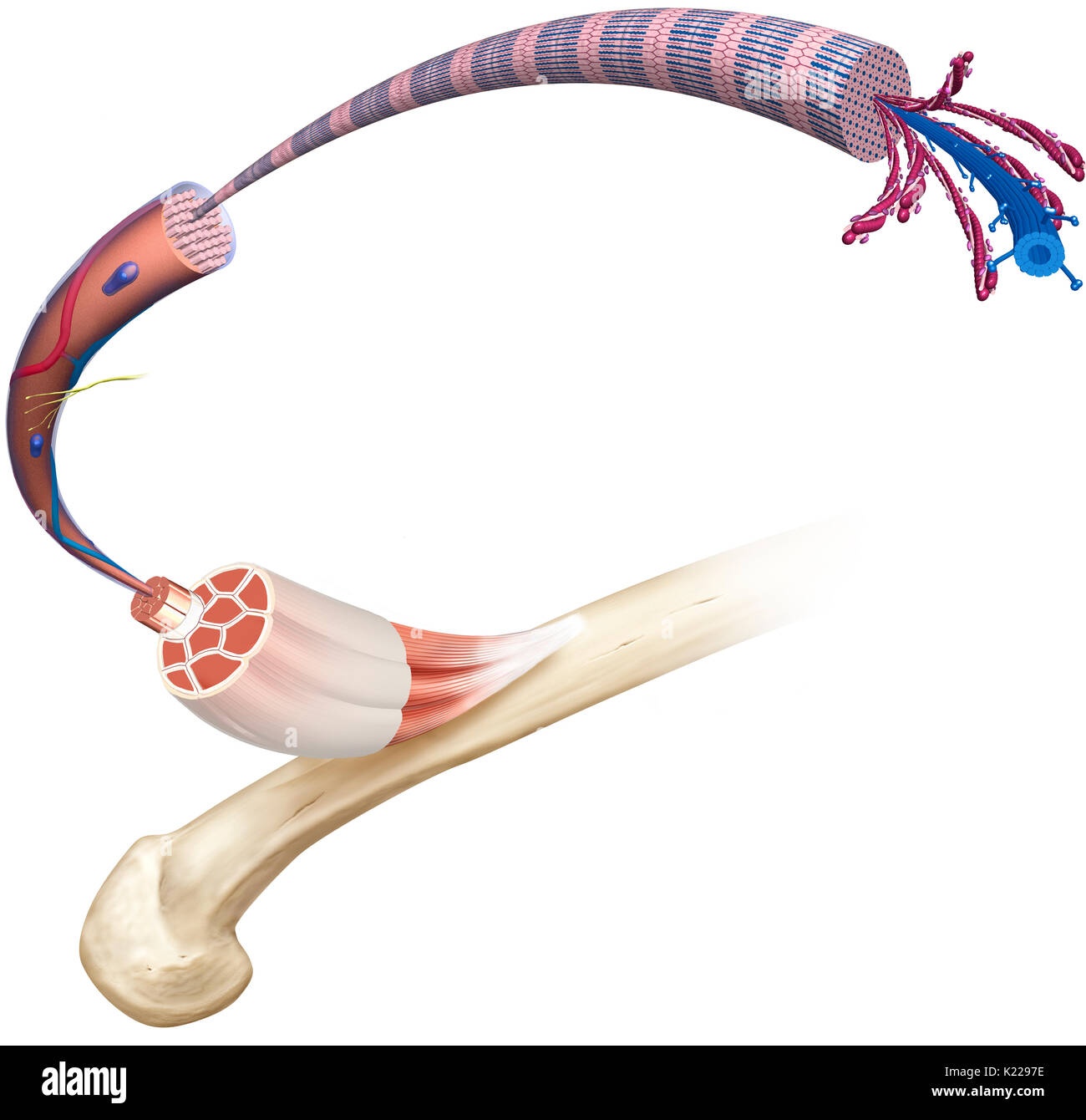 This image shows the structure of a skeletal muscle, revealing the muscle fibers bundle, the motor neuron, the muscle fiber and the myofibril. Stock Photo