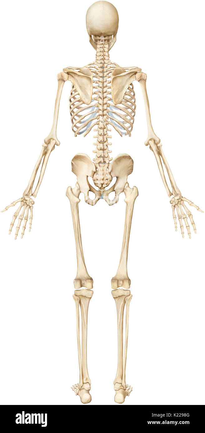 The human skeleton is made up of 206 articulated bones of varying sizes and shapes. Stock Photo