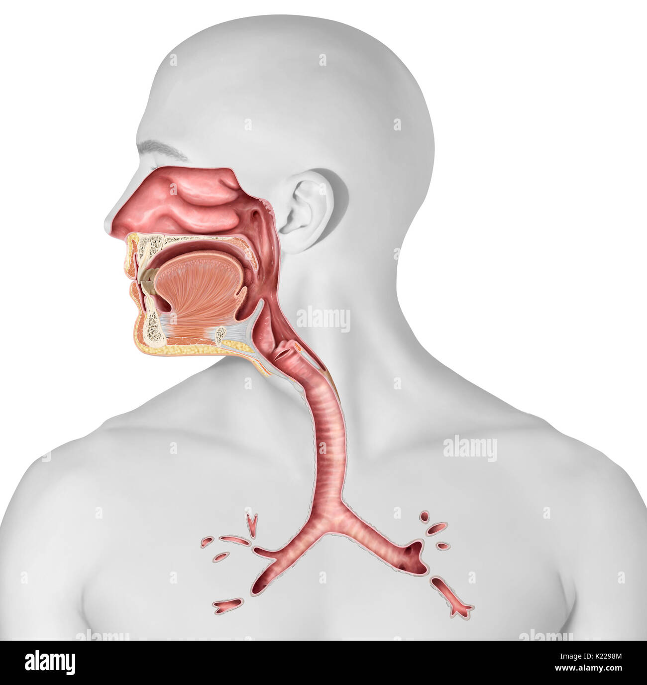 This image shows the upper organs of the respiratory system, which are the nasal cavity, the epiglottis, the larynx, and the pharynx. It also shows a cross section of the trachea. Stock Photo