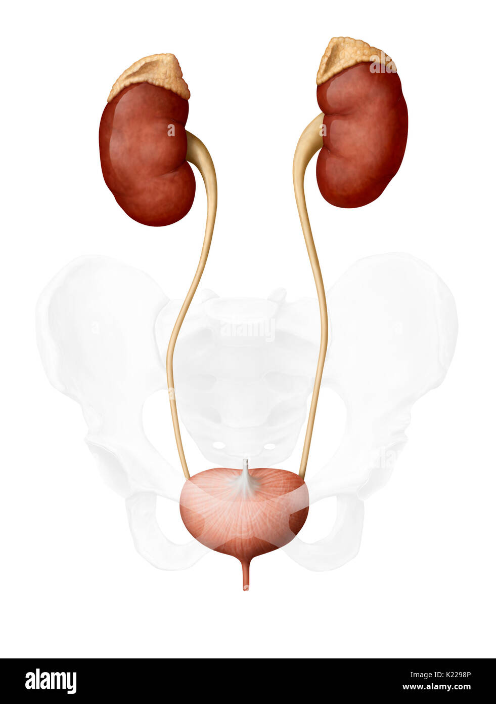 This image shows the urinary system of a woman, which includes the adrenal gland, the kidneys, the ureter, the urinary bladder and the urethra. Stock Photo