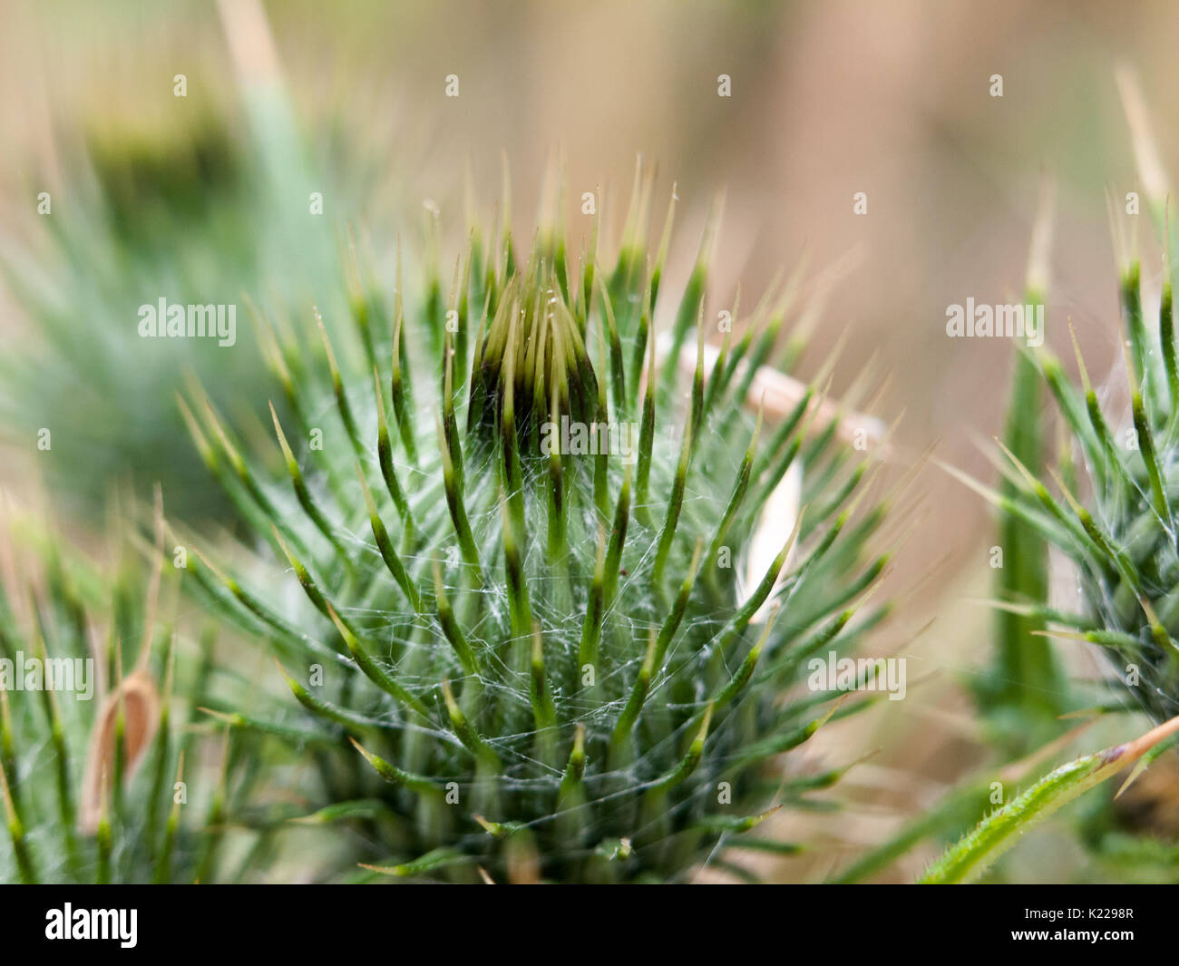 green spike spike spiky close up milk thistle bud detail; England Stock Photo