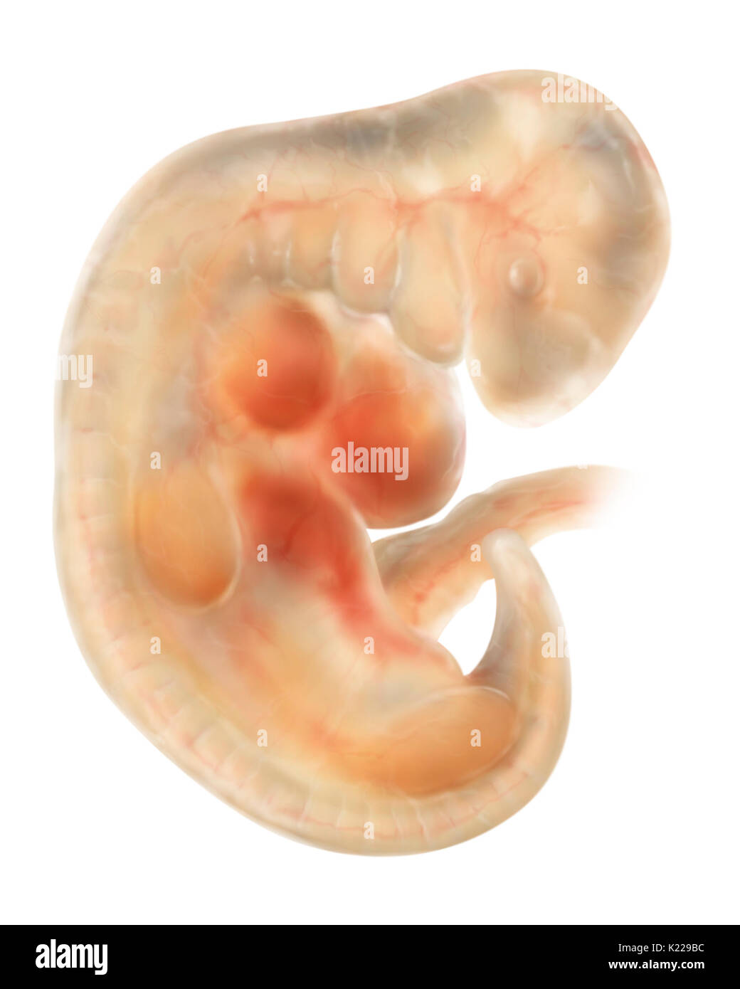 A four-week embryo is bent over in the form of a C and measures approximately 3∕16 inch (5 mm). It has the buds of limbs and its crystalline lenses begin to form. Stock Photo