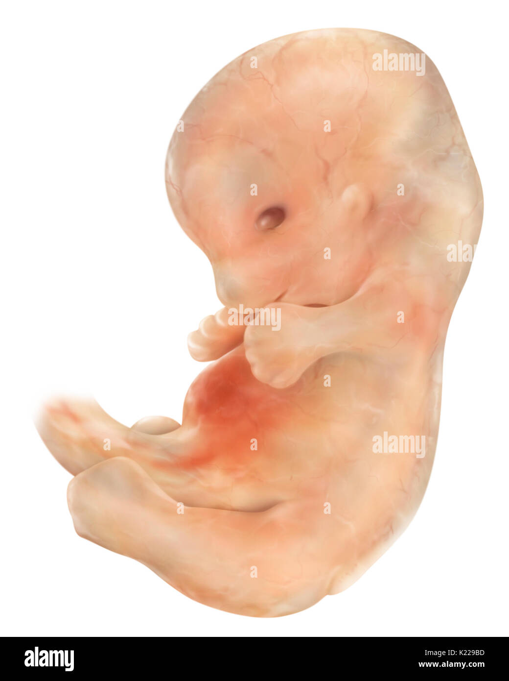 A six-week embryo measures almost 1⁄2 inch (13 mm) and weighs approximately 1.5 g. Its limbs are already differentiated and its face is beginning to have a human appearance. Stock Photo