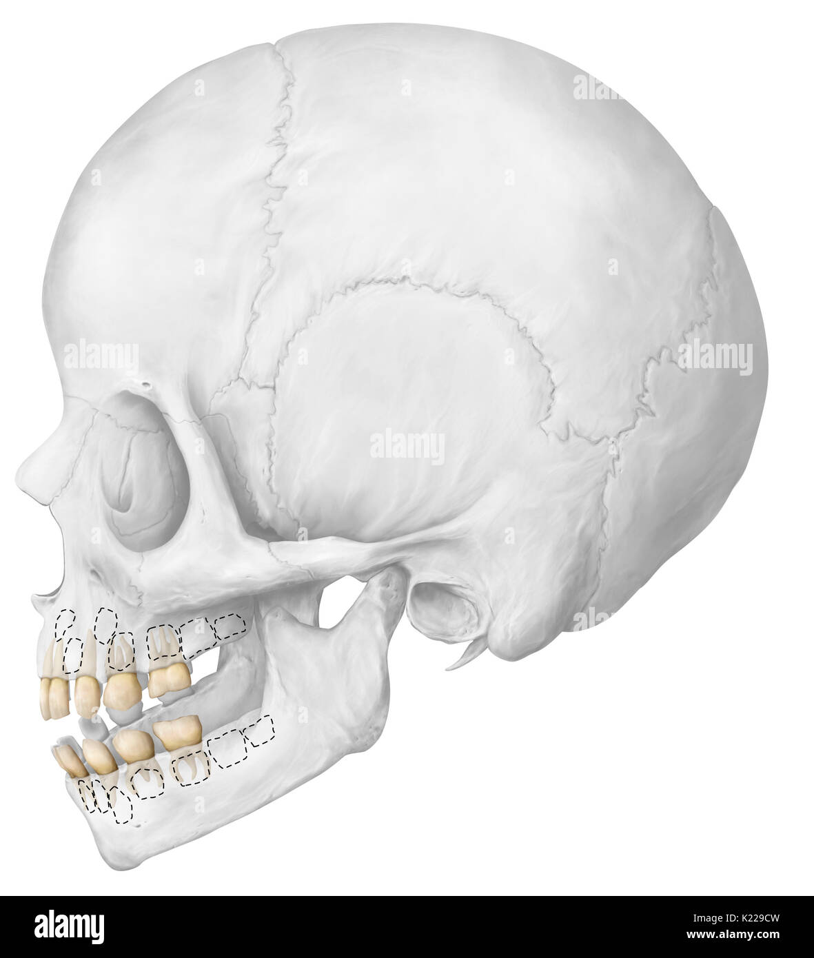 Until approximately the age of 6, the dentition has 20 temporary teeth. The complete adult dentition has 32 teeth: 8 incisors, 4 canines, 8 premolars, and 12 molars. The last molars, called wisdom teeth, are sometimes absent or poorly positioned. Stock Photo