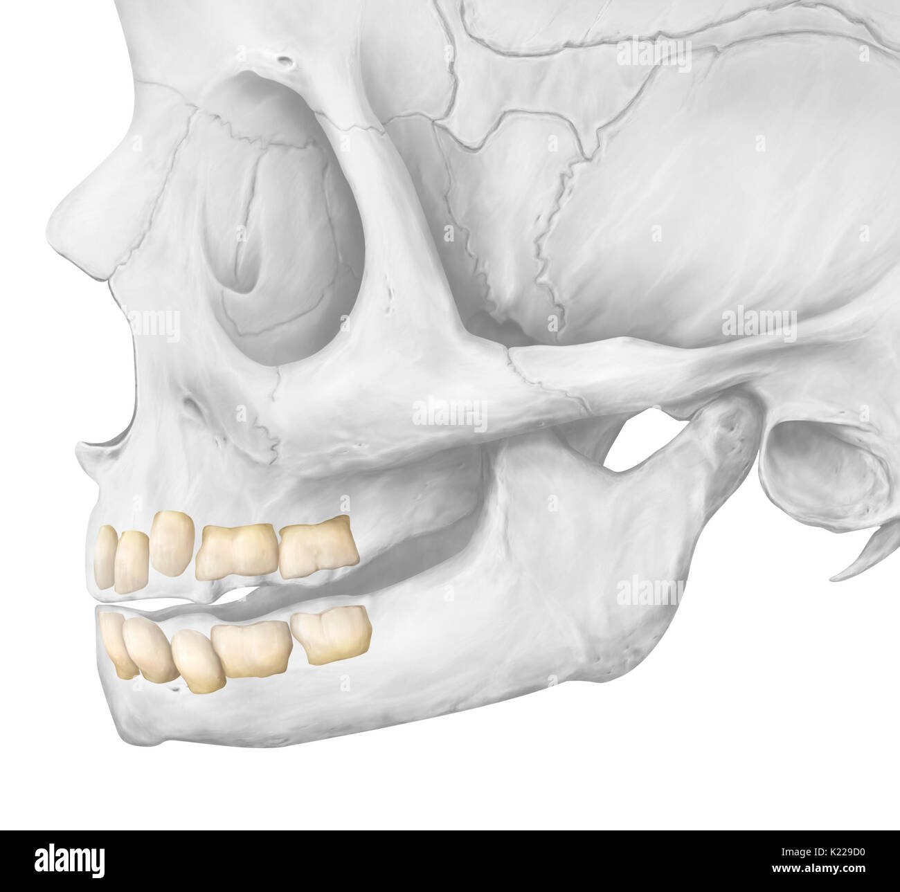 Until approximately the age of 6, the dentition has 20 temporary teeth. The complete adult dentition has 32 teeth: 8 incisors, 4 canines, 8 premolars, and 12 molars. The last molars, called wisdom teeth, are sometimes absent or poorly positioned. Stock Photo