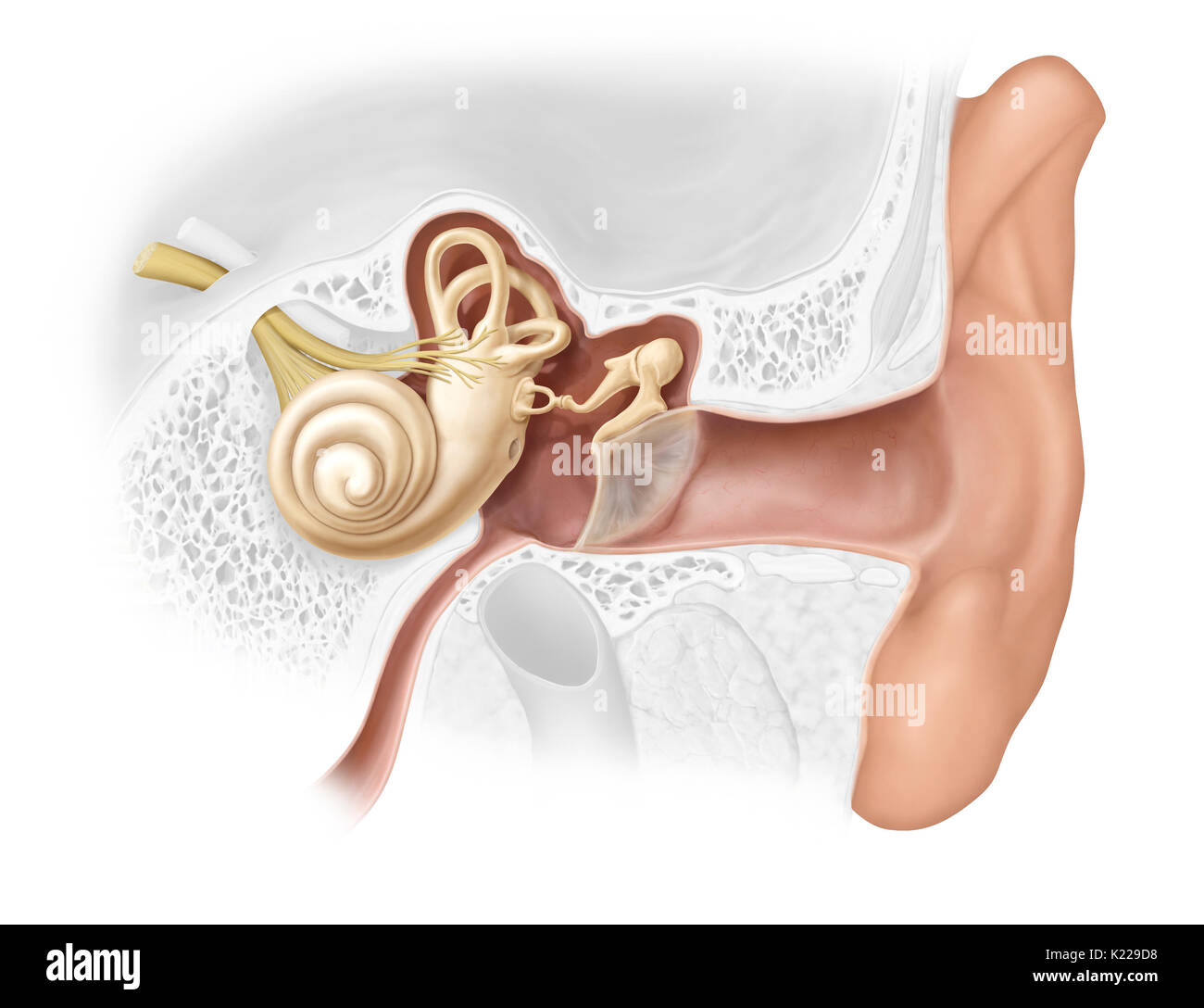 The ear is made up of three distinct parts; hearing is controlled by the inner ear, which contains the sensory organs. Stock Photo