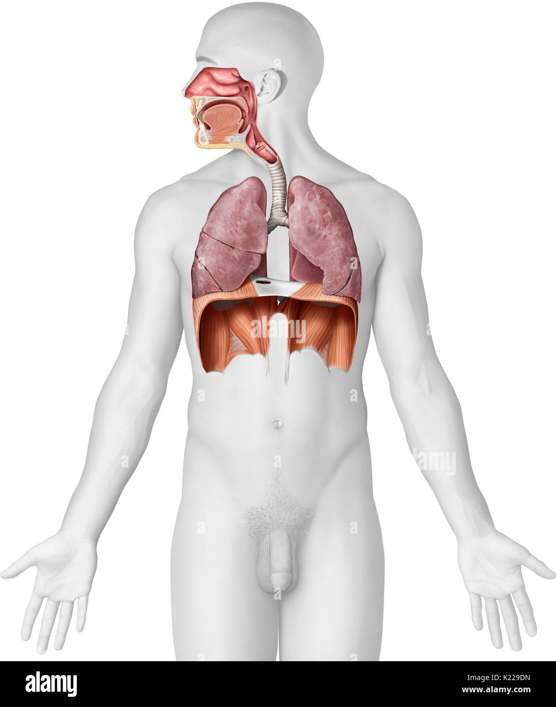 This image shows the organs of the respiratory system, which are the nasal cavity, the epiglottis, the pharynx, the larynx, the trachea, the lungs and the diaphragm. Stock Photo