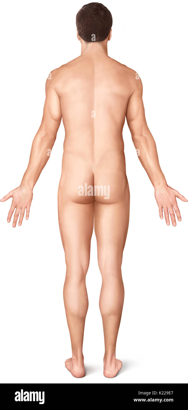 This image shows a posterior view of the man's morphology. Stock Photo