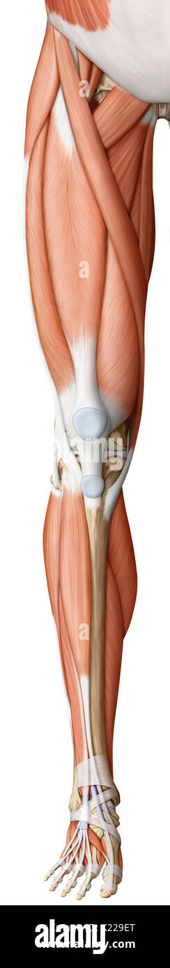 This image shows an anterior view of the muscles of the leg and foot. Stock Photo