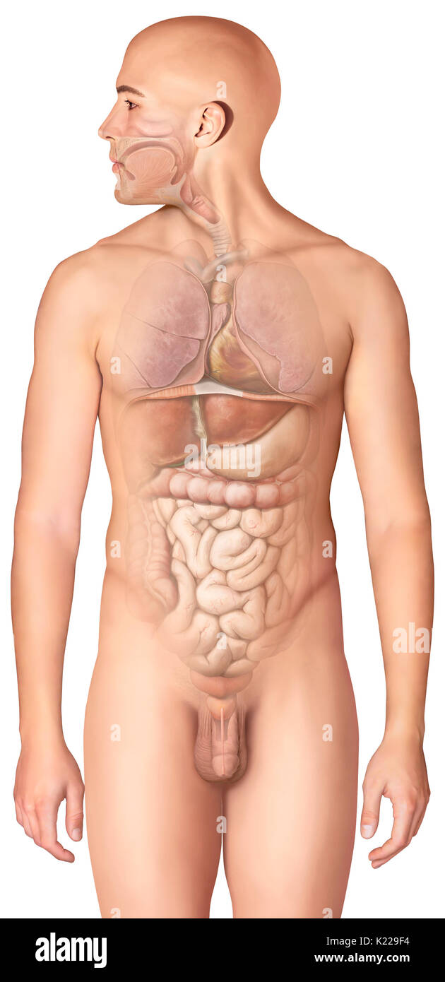 This image shows organs touched by chronic alcohol intoxication. Stock Photo