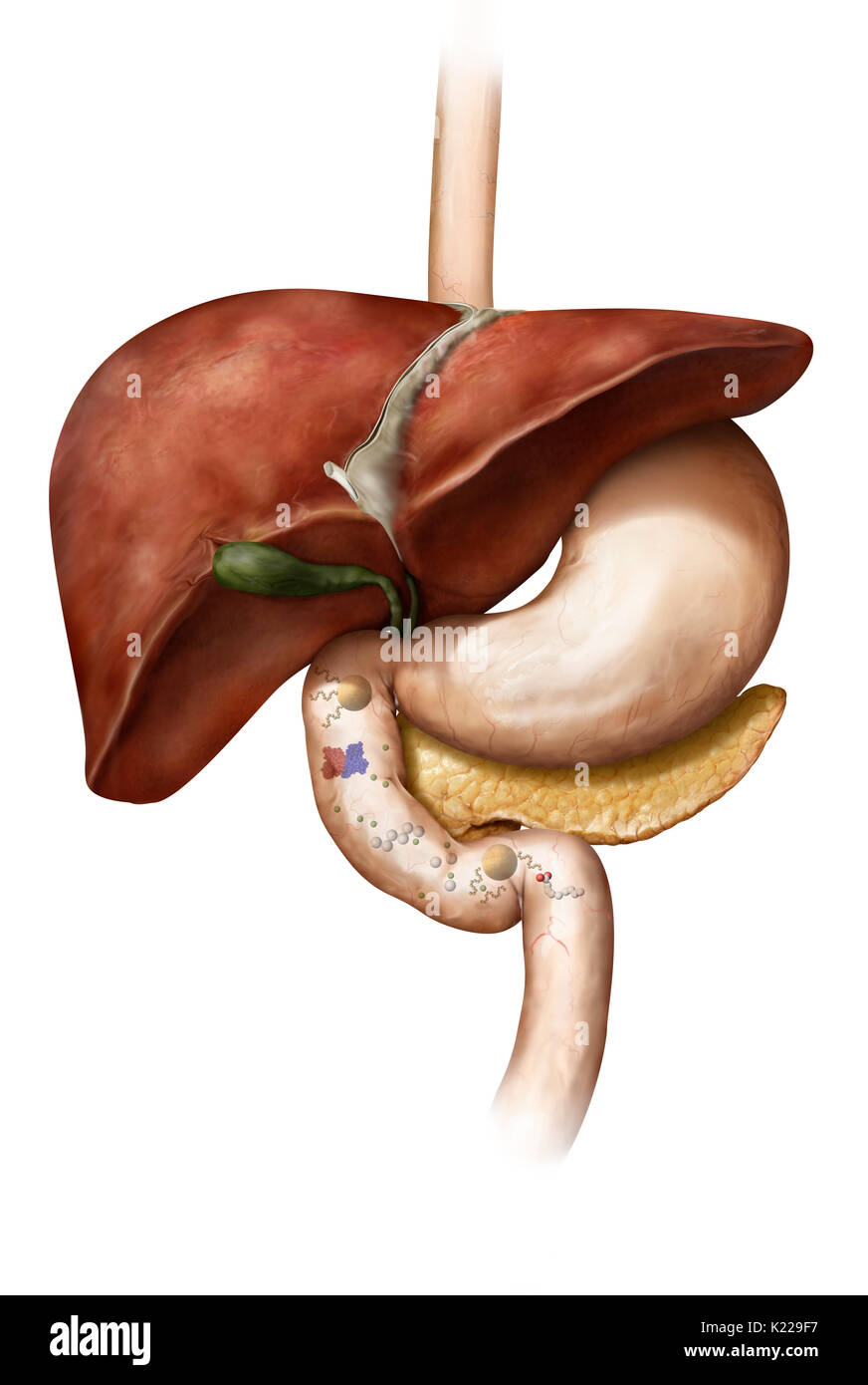 Metabolism is the collection of biochemical reactions that occur in the cells and ensure the functioning of the body. It uses the nutrients provided during digestion and the oxygen supplied by respiration. Stock Photo
