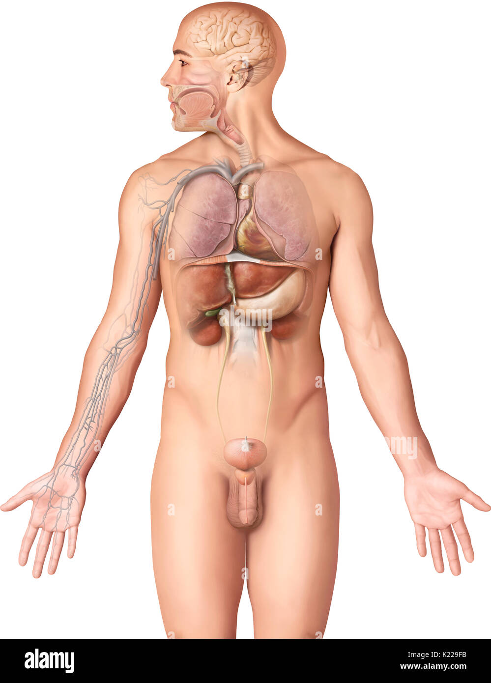 This image shows organs touched by chronic alcohol intoxication. Stock Photo