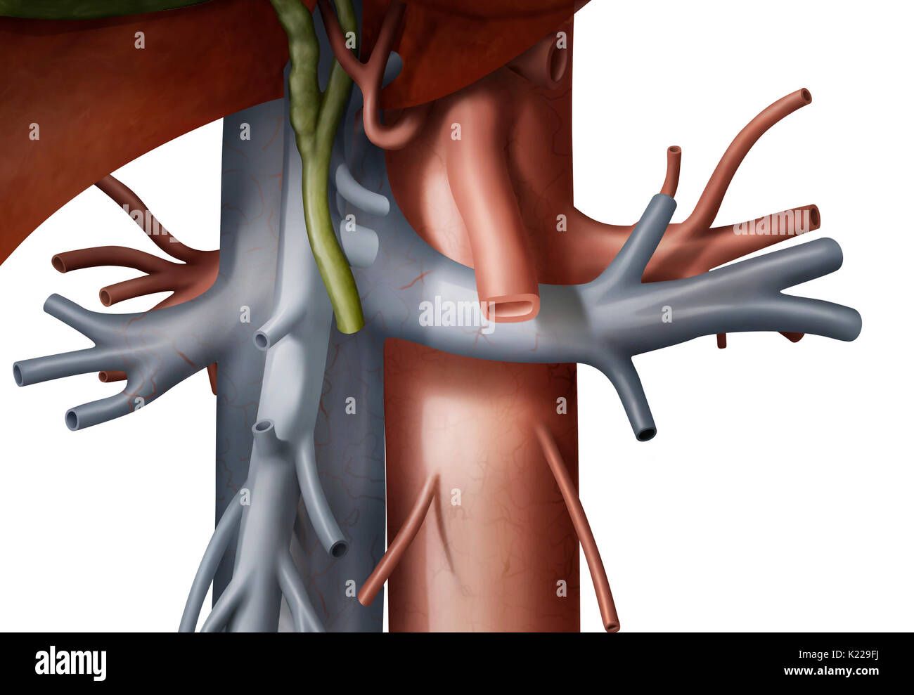 The hepatic portal vein leads blood to the liver from the intestines, stomach, pancreas, and spleen. Stock Photo