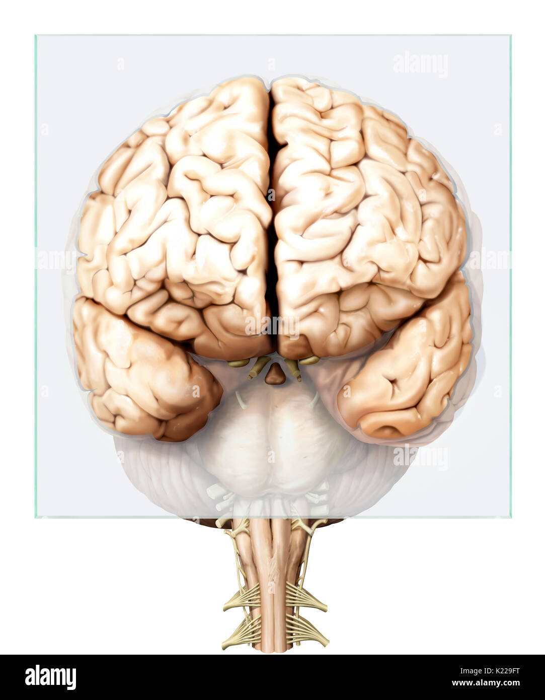 Part of the central nervous system enclosed in the skull, consisting of the cerebrum, cerebellum and brain stem; it is responsible for sensory perception, most movements, memory, language, reflexes and vital functions. Stock Photo