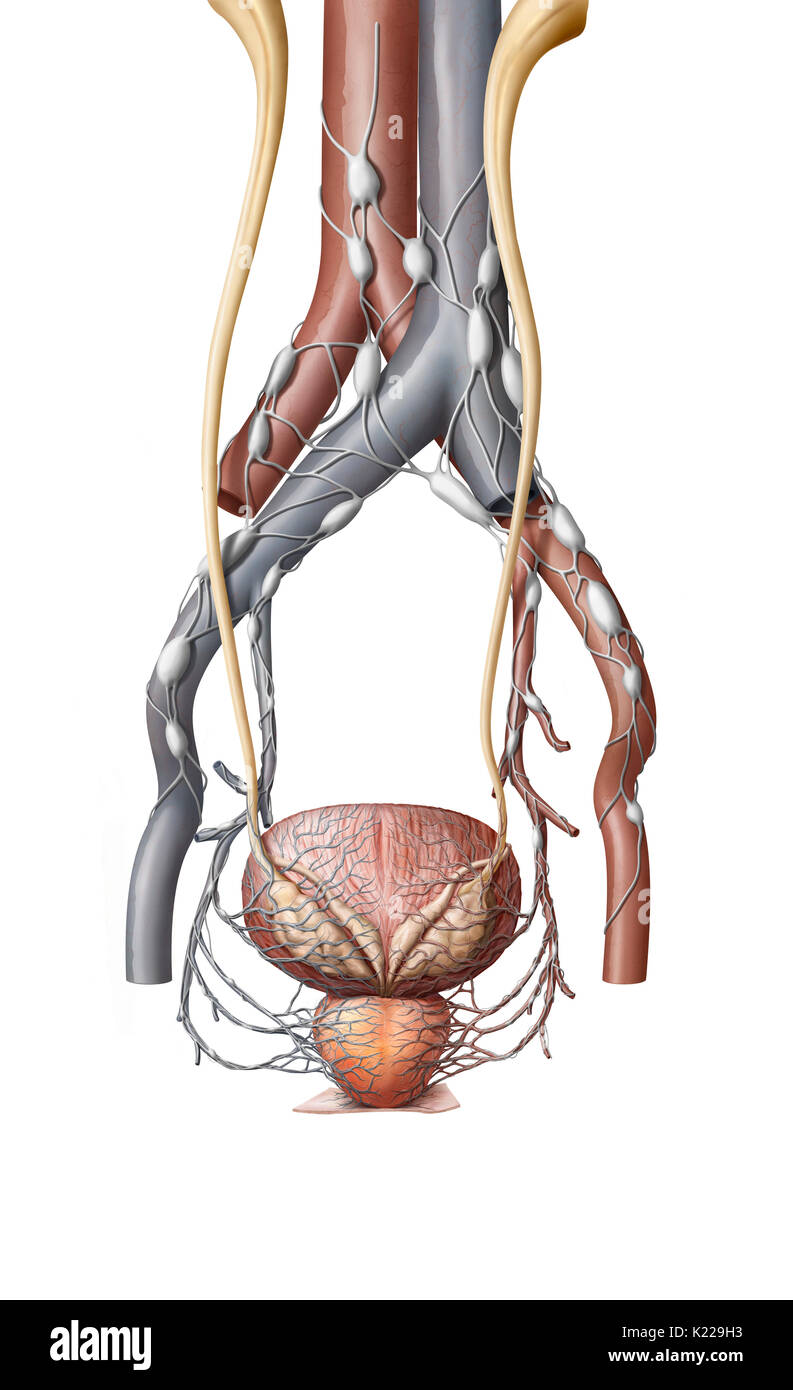 Part of the lymphatic system located around the prostate. Stock Photo