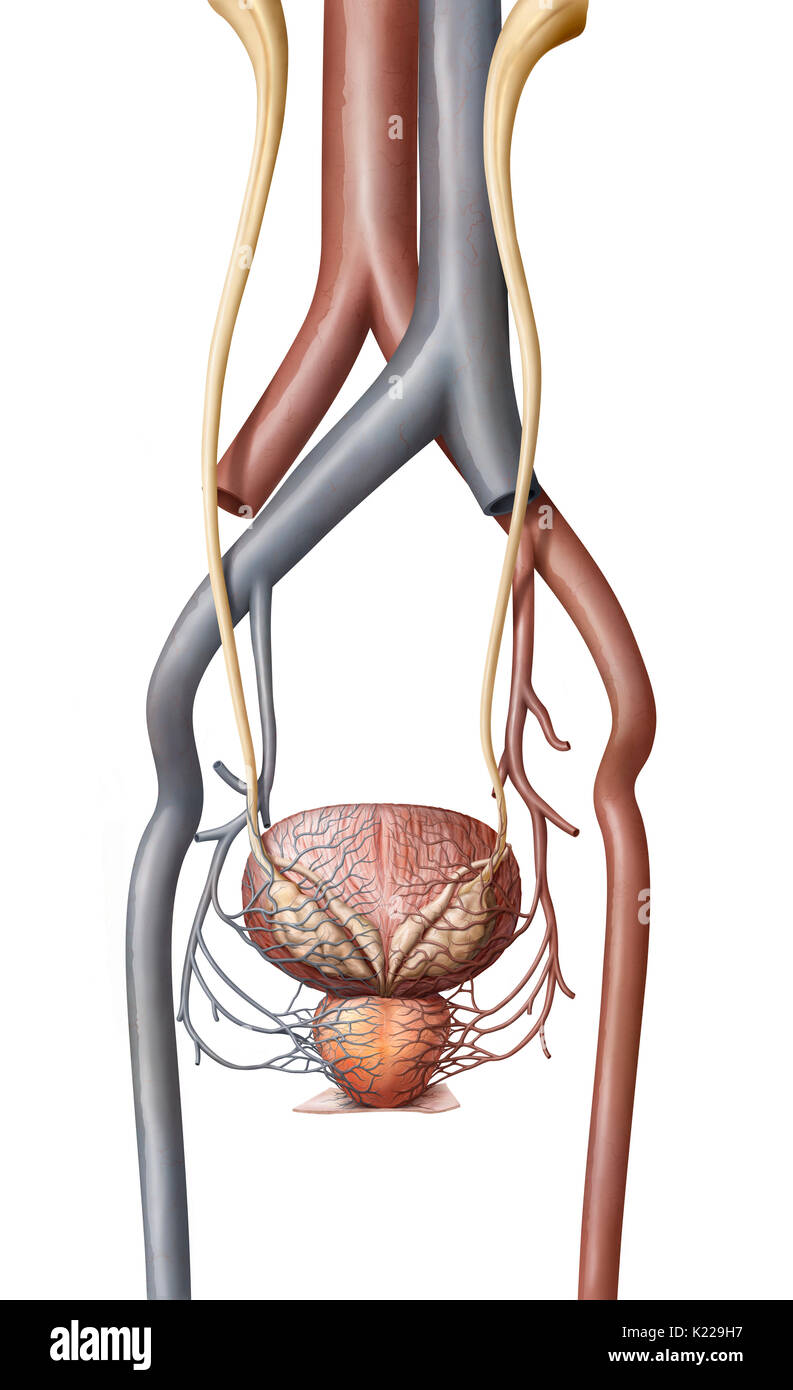 This image shows the veins and the arteries of the urinary bladder and the prostate. Stock Photo