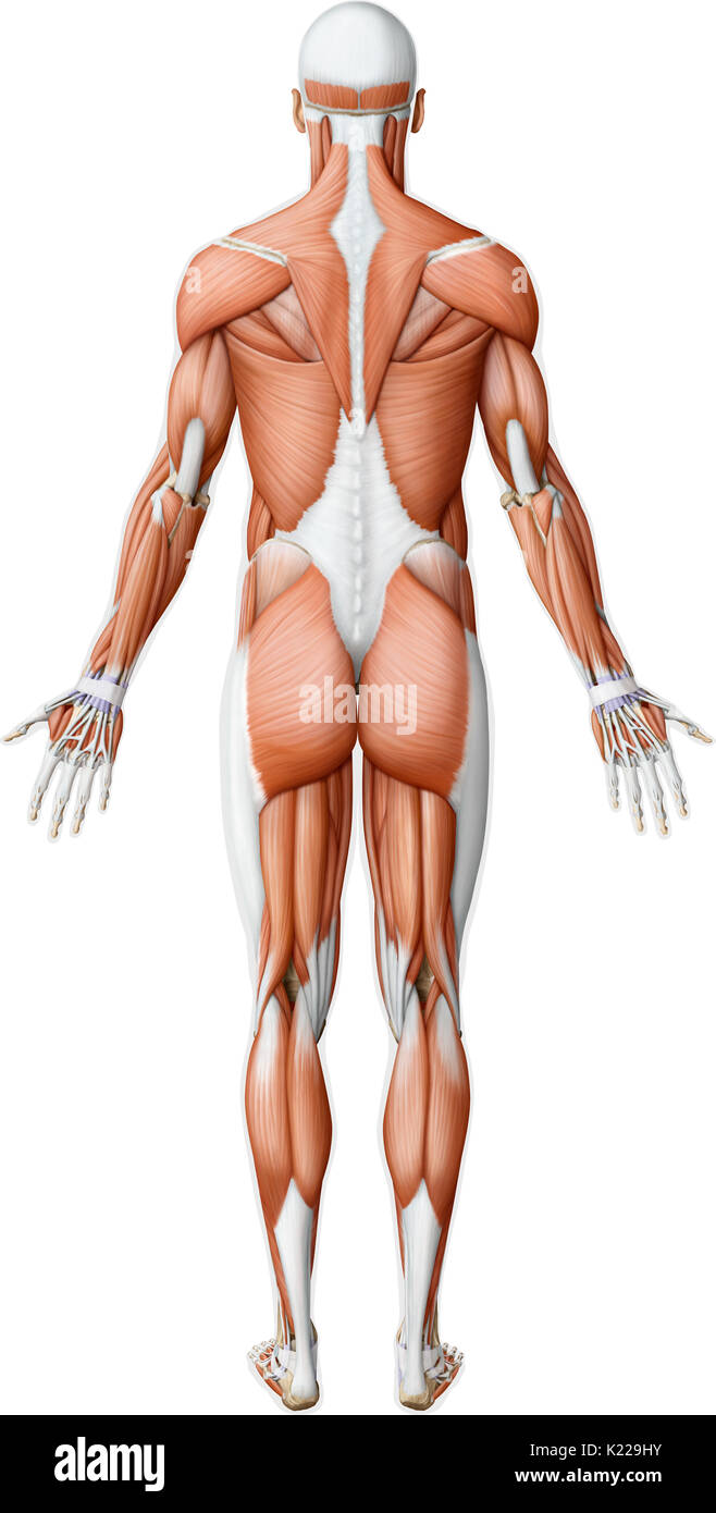 This image shows a posterior view of the main muscles in the human body. Stock Photo
