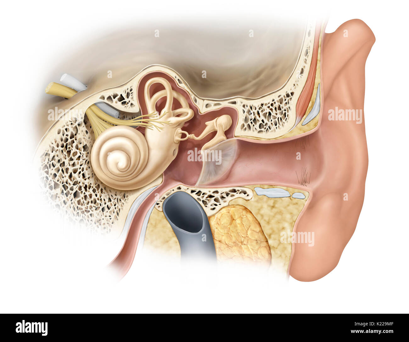 The ear is made up of three distinct parts; hearing is controlled by the inner ear, which contains the sensory organs. Stock Photo