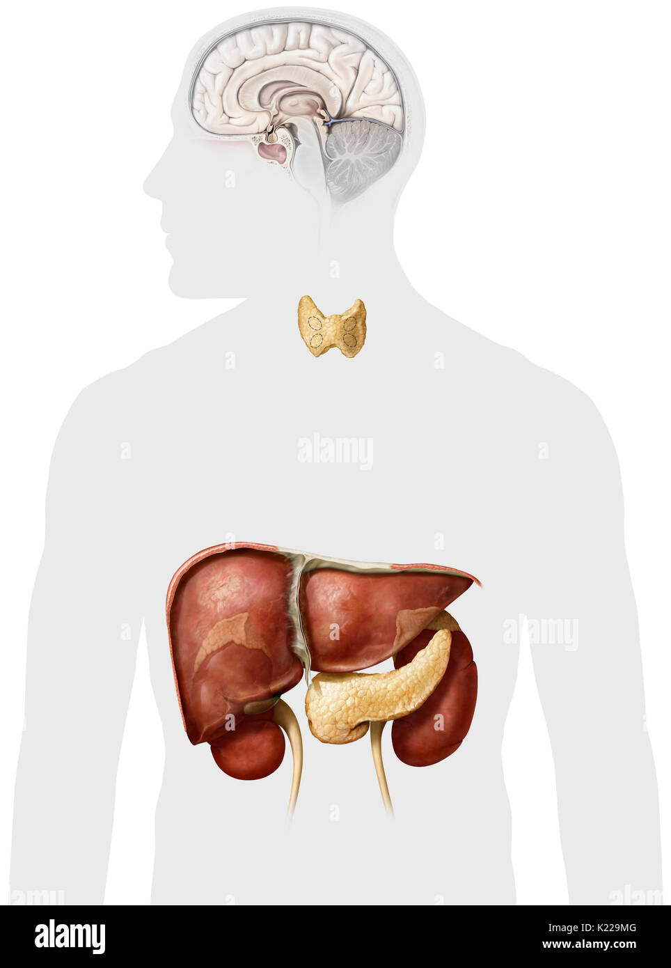 This image shows the glands and the organs of the endocrine system. Stock Photo
