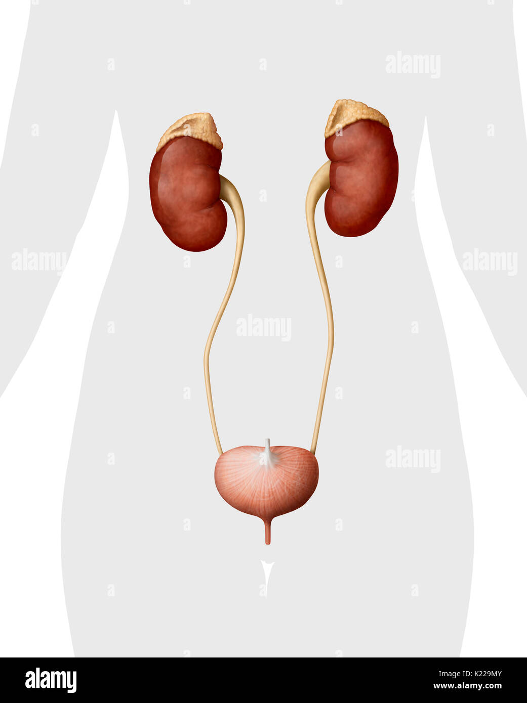 This image shows the urinary system of a woman, which includes the adrenal gland, the kidneys, the ureter, the urinary bladder and the urethra. Stock Photo