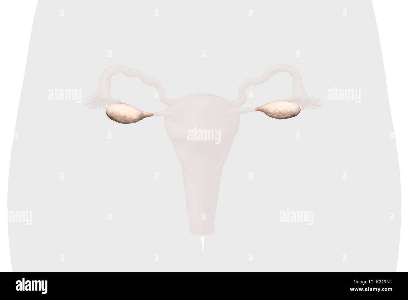 The ovaries are two female genital glands located on either side of the