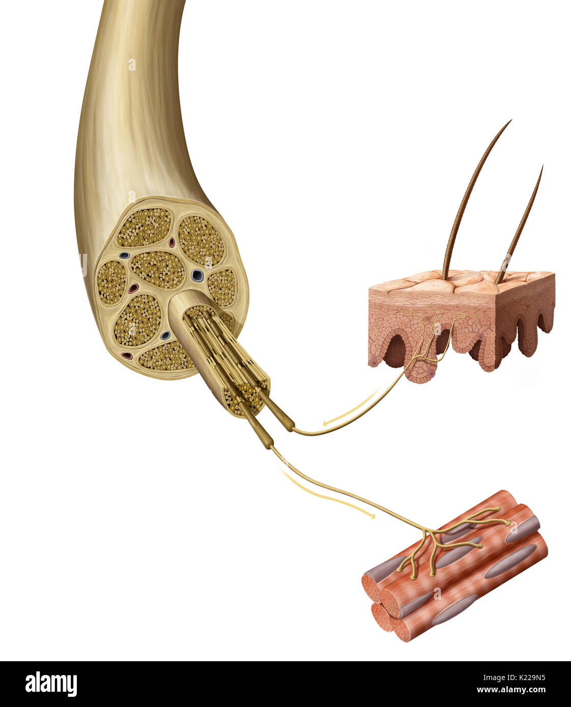 This image shows the anatomy of a mixed nerve and its mechanism. Stock Photo
