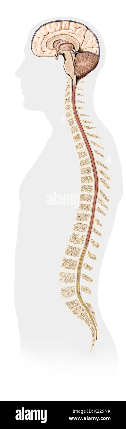 Brain and spinal cord, the control center for all bodily functions and activities. It receives, processes and responds to information from the peripheral nervous system. Stock Photo