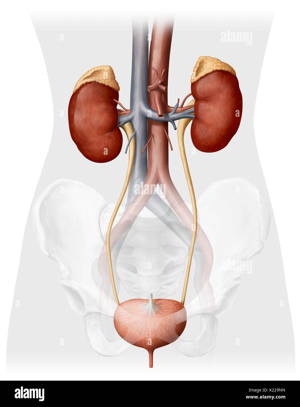 This image shows the urinary system of a woman, which includes the adrenal gland, the kidneys, the ureter, the urinary bladder and the urethra. There is also the aorta and the inferior vena cava. Stock Photo