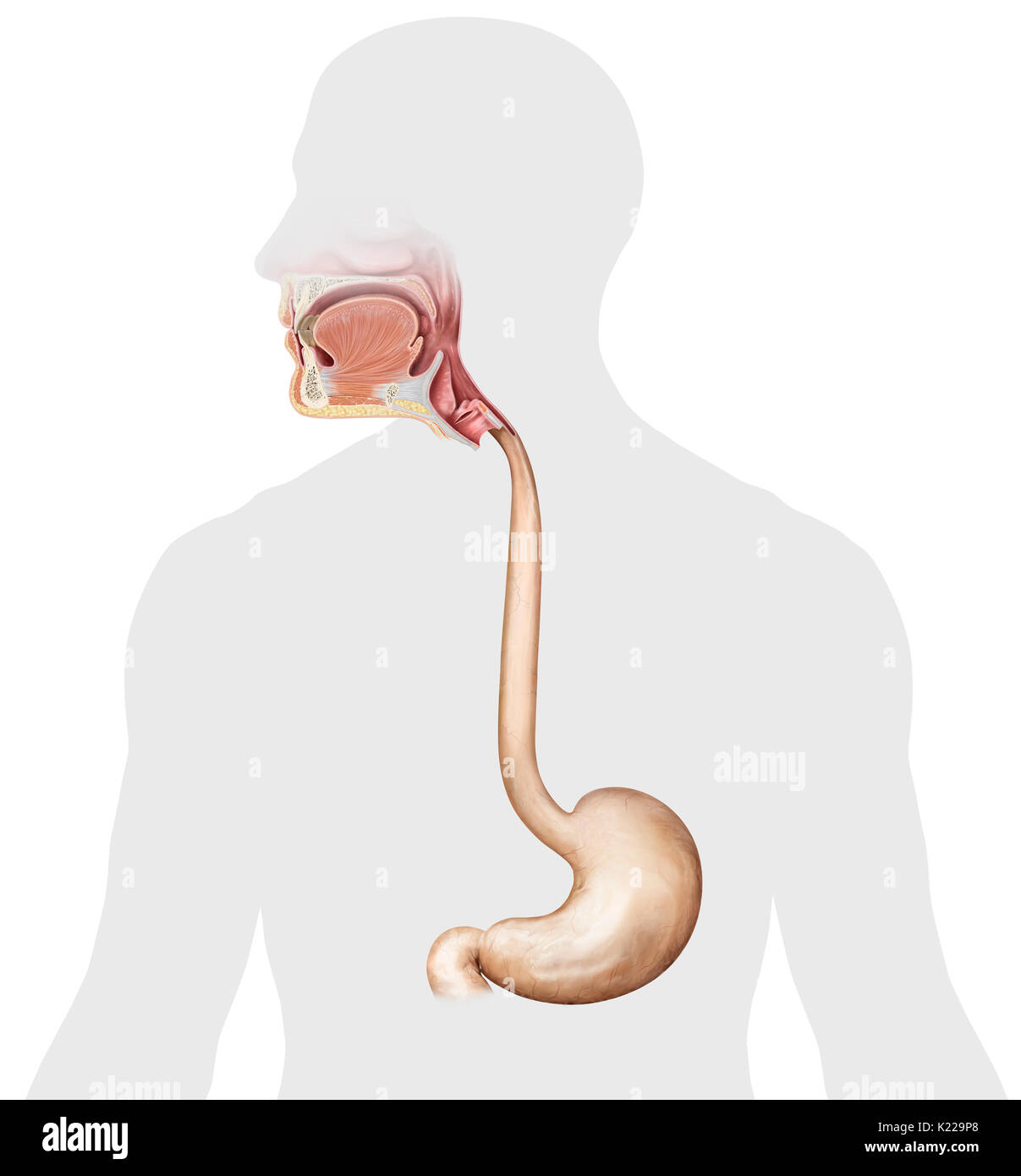 This image shows an anterior view of the stomach, but also the esophagus and the upper organs of the digestive system. Stock Photo