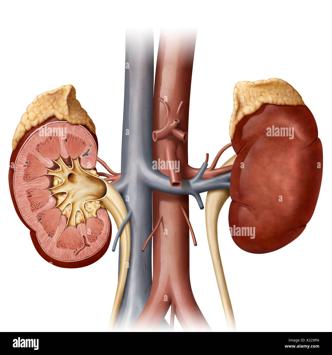 This image shows some organs of the urinary system; the adrenal gland, the kidneys, the ureter, the aorta and the inferior vena cava. Stock Photo