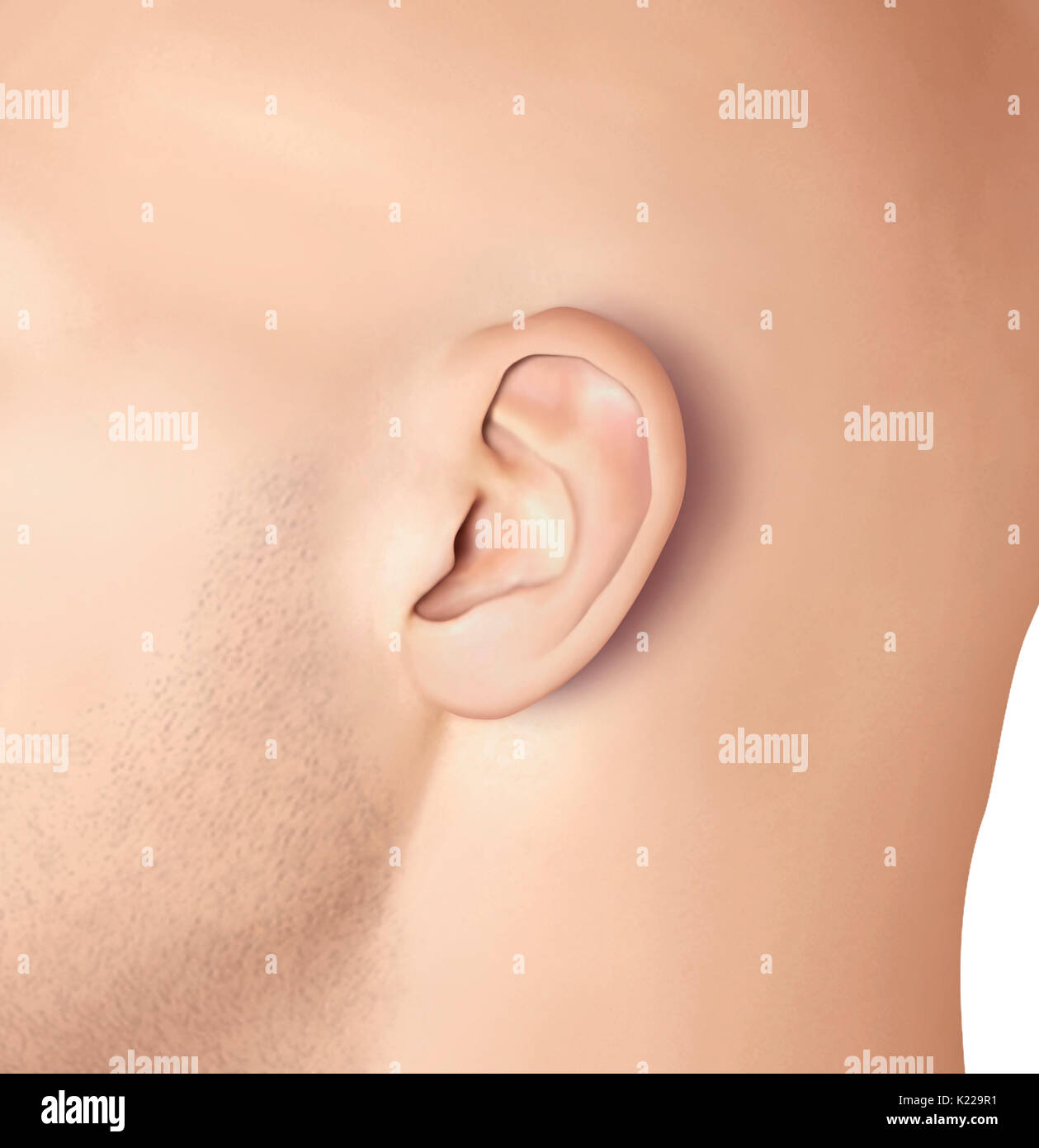 Soft cartilaginous outer portion of the ear located at the side of the head;.it allows sounds to be collected. It is also called the auricle. Stock Photo