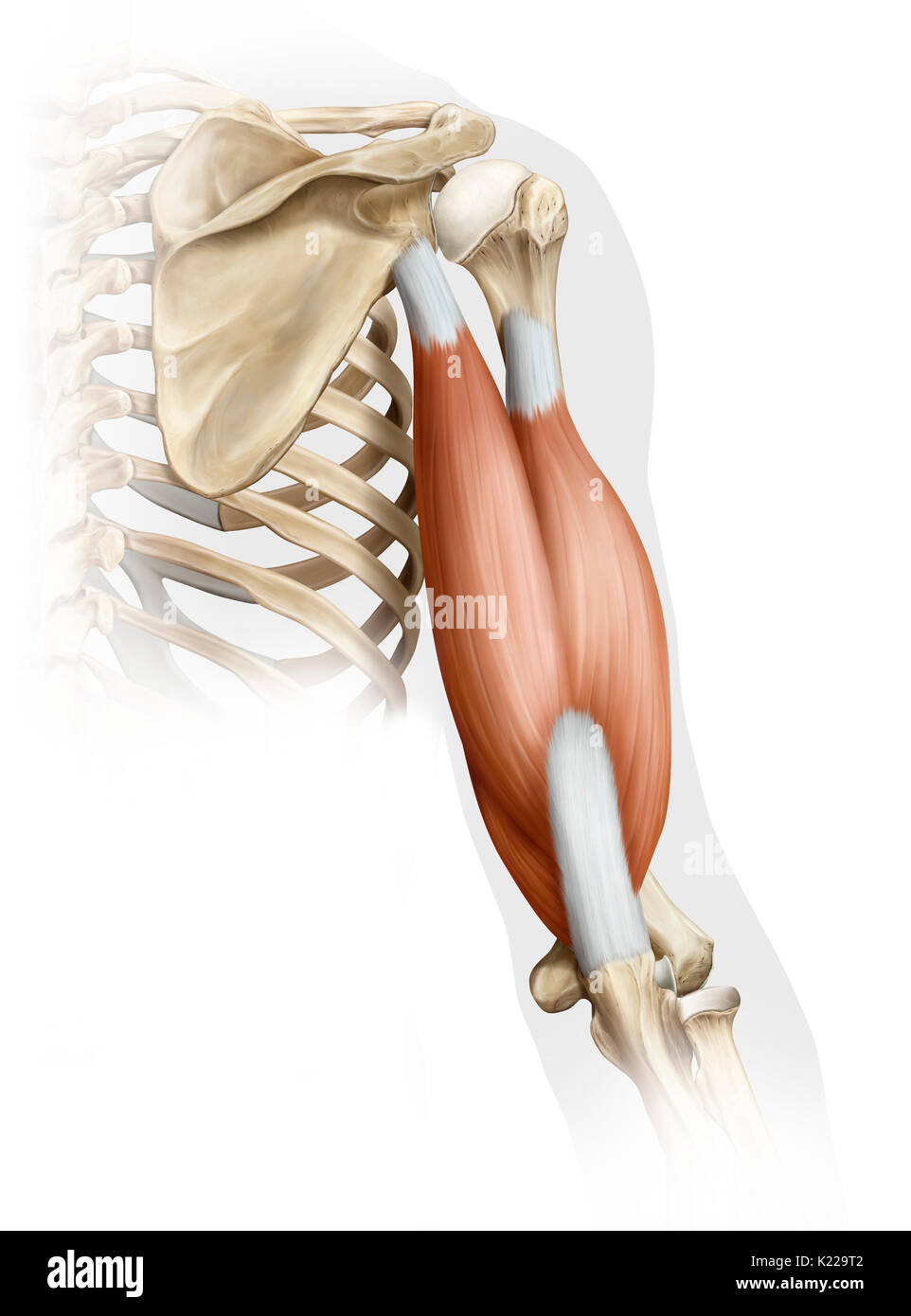 Powerful muscle that allows the forearm to extend at the elbow; it relaxes at the same time that the biceps muscle contracts. Stock Photo