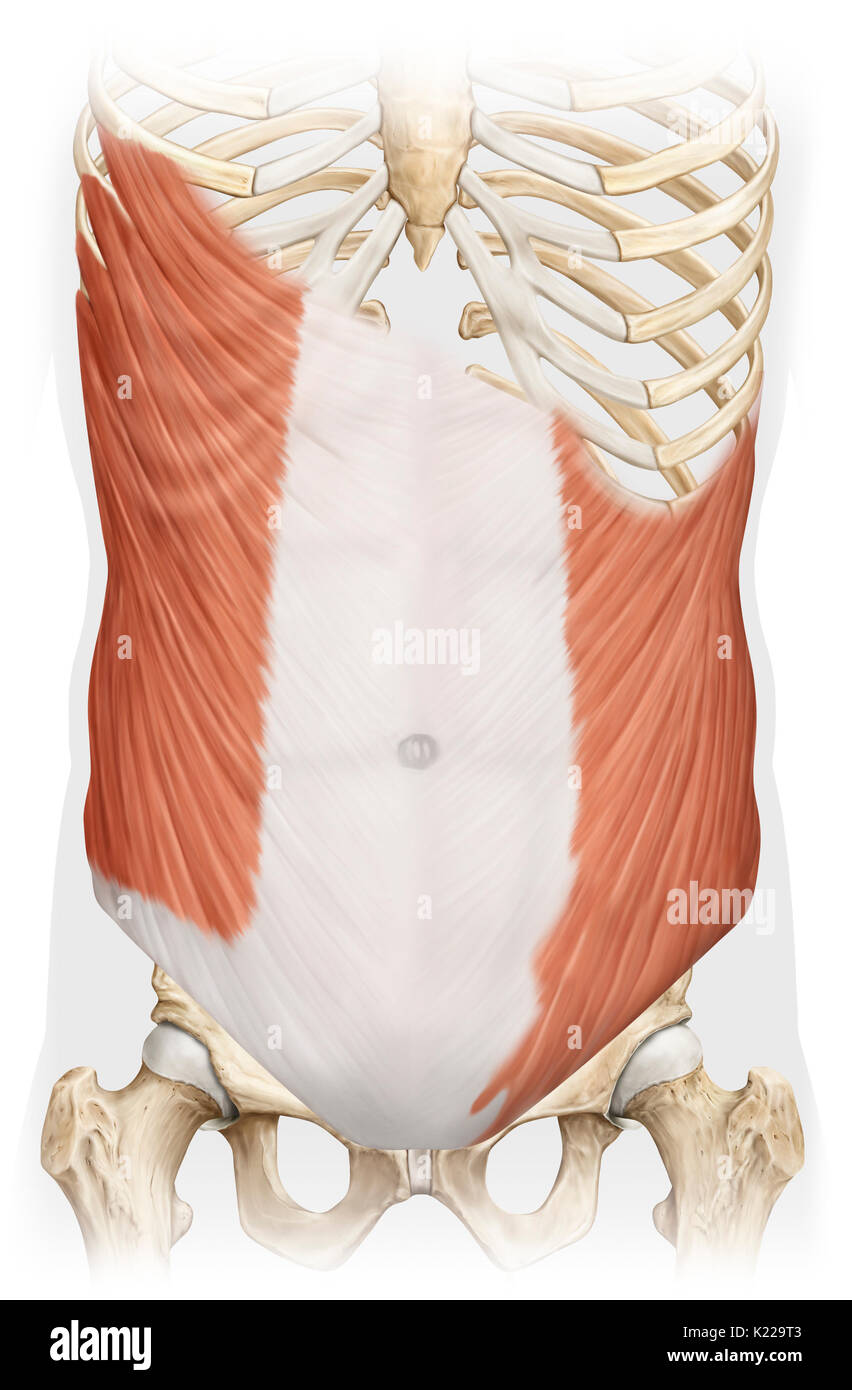 Large thin muscle that allows the trunk to bend and to rotate at the hip and the abdomen to compress the internal organs; it also aids in breathing out. Stock Photo