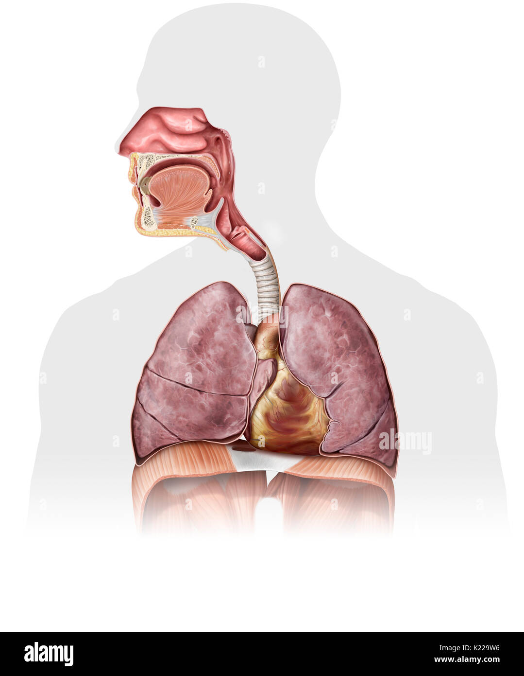 This image shows the nasal cavity, the epiglottis, the mouth, the pharynx, the larynx, the trachea, the heart, the lungs, the trachea and the diaphragm. Stock Photo