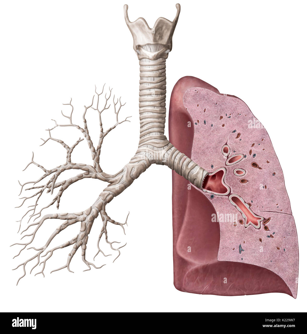 Cross section of the lungs hi-res stock photography and images - Alamy