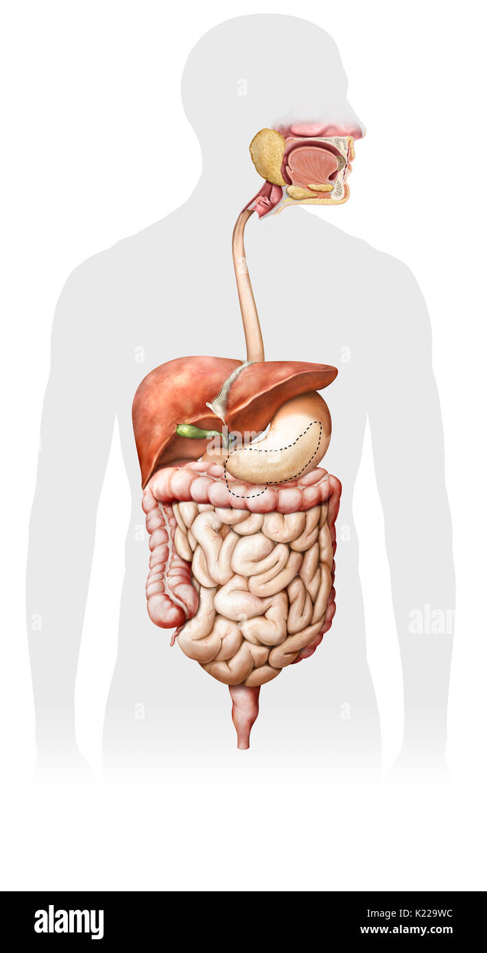 System formed by the mouth, the digestive tract and its glands that uses mechanical action, enzymes or secretions to break down food, absorb nutrients and expel waste. Stock Photo