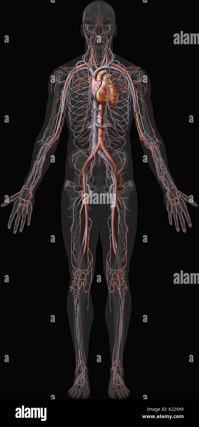 This image shows an overview of the cardiovascular system, including the veins, the arteries and the heart. Stock Photo