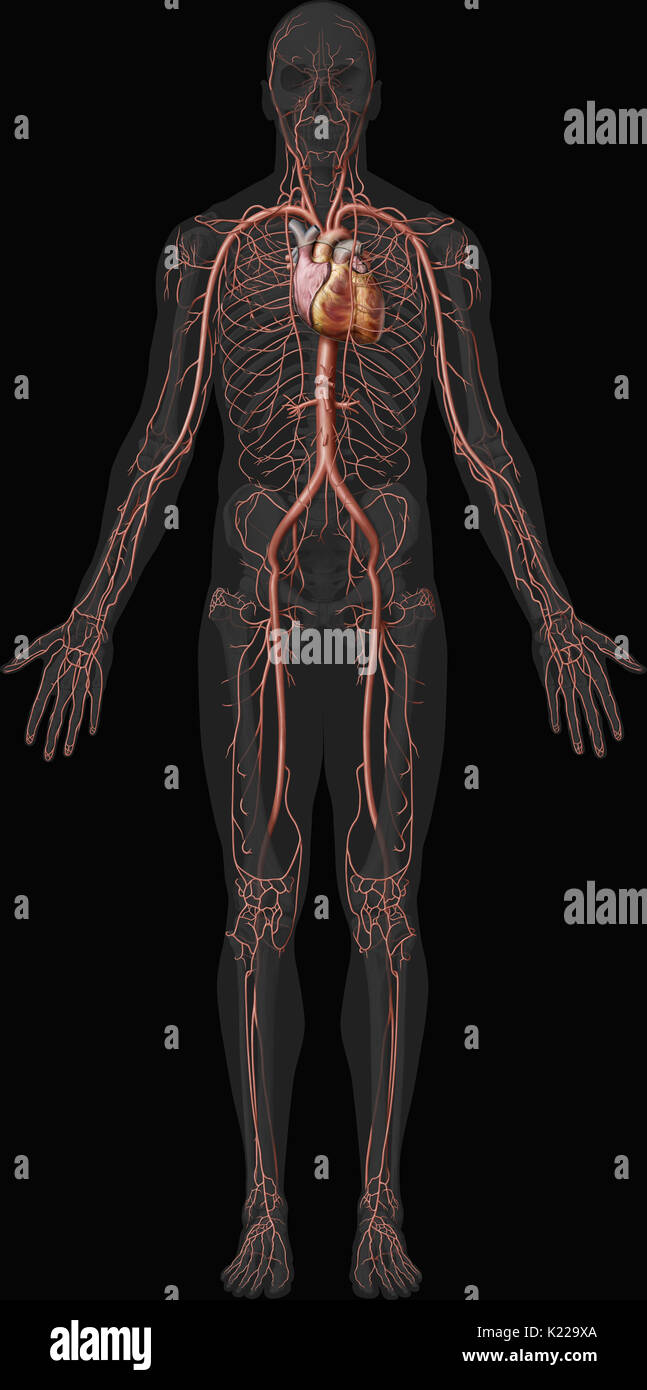 The arteries (with the exception of the pulmonary arteries) distribute oxygen-rich blood to the body. Stock Photo