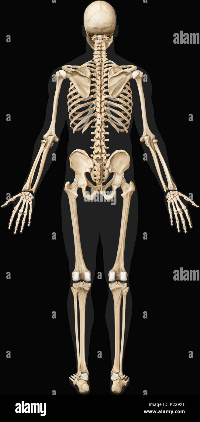 The human skeleton is made up of 206 articulated bones of varying sizes and shapes. Stock Photo