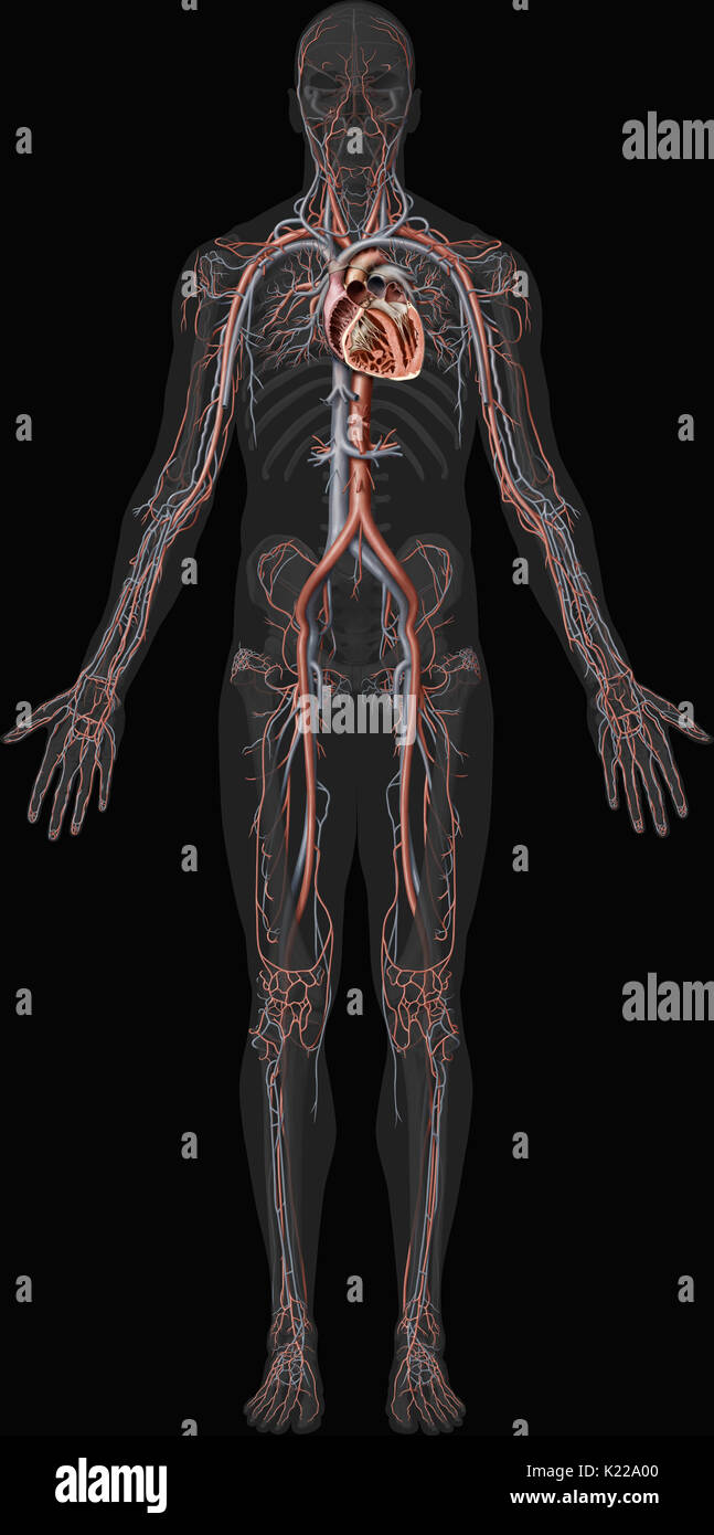 This image shows an overview of the cardiovascular system, including the veins, the arteries and a cross section of  the heart. Stock Photo