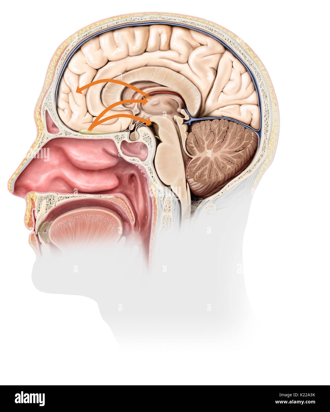 Each nasal cavity encloses an olfactory epithelium, whose stimulation by odorous molecules generates nerve signals. These are routed to the brain, where the odors are analyzed and associated with emotions and memories. Stock Photo