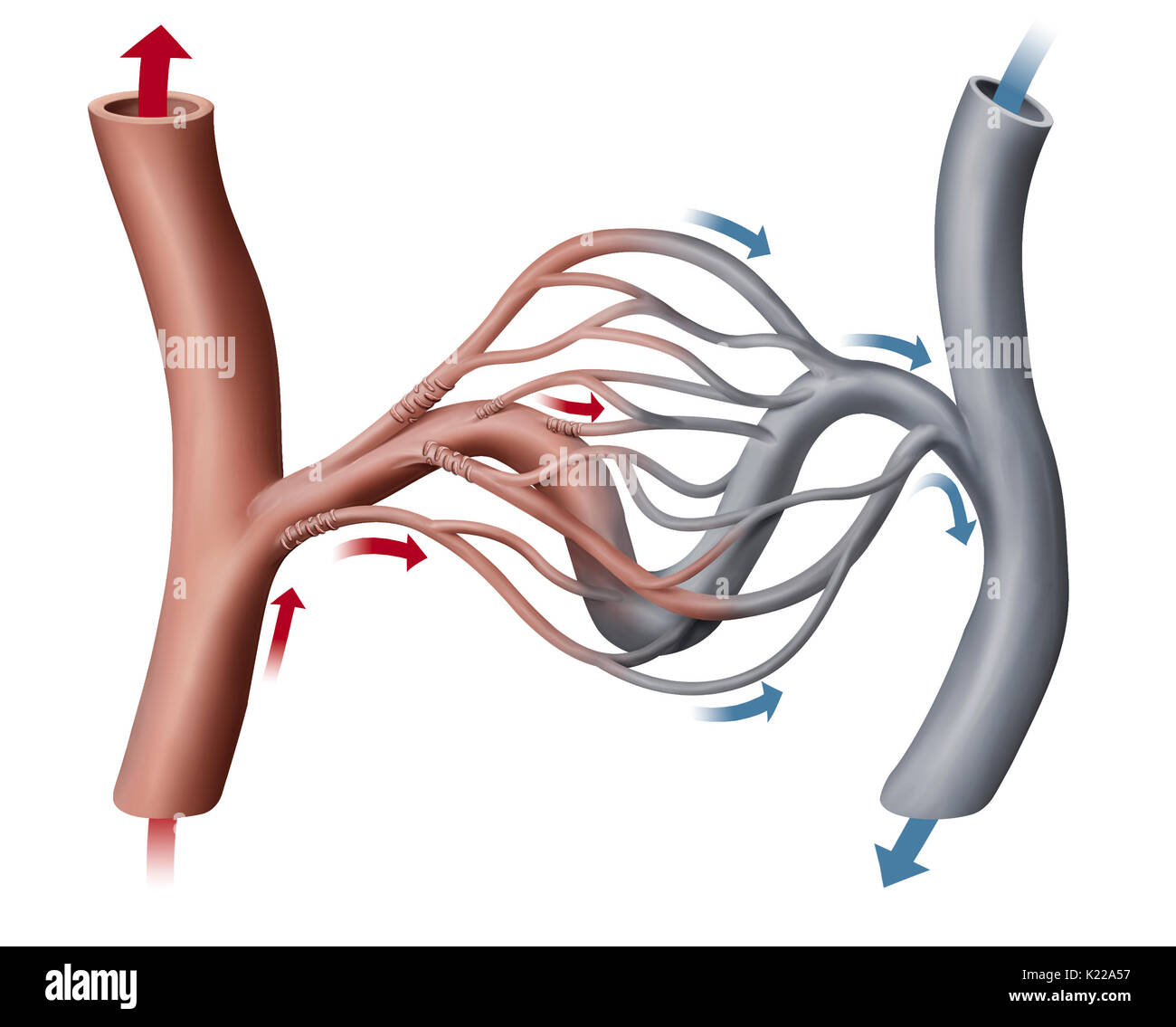 Tiny blood vessel ensuring blood circulation between an arteriole and a venule; its wall allows exchanges between blood and the exterior surface of the capillary. Stock Photo