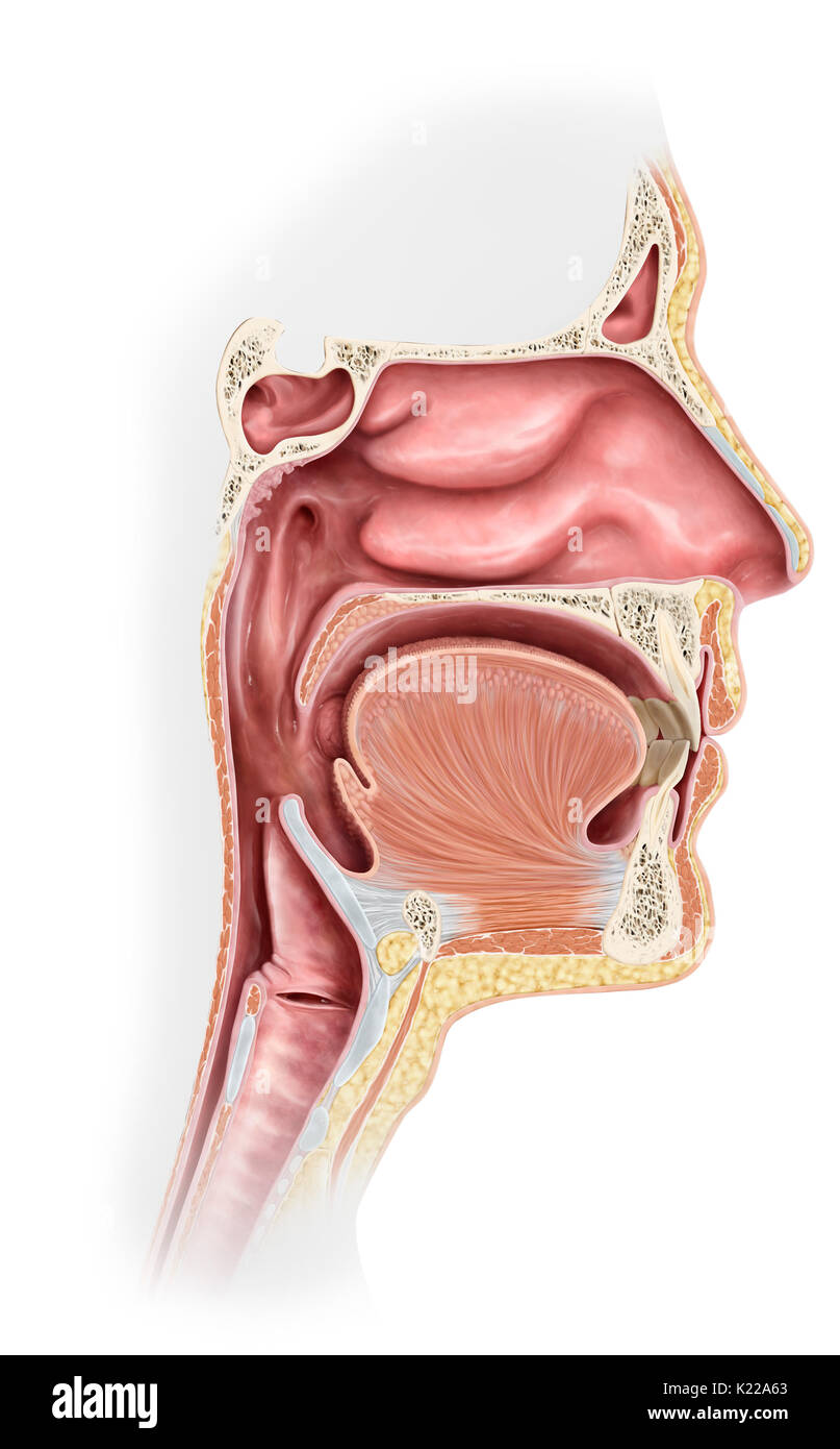 This image shows the upper organs of the respiratory system, which are the nasal cavity, the paranasal sinuses, the epiglottis, the larynx, and the pharynx. Stock Photo