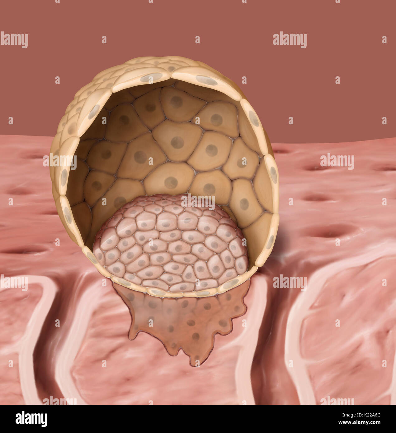 A blastocyst is an embryo 5 to 7 days old, following fertilization. It consists of a central cavity and two distinct types of cells, the trophoblast and the embryonic button. Stock Photo