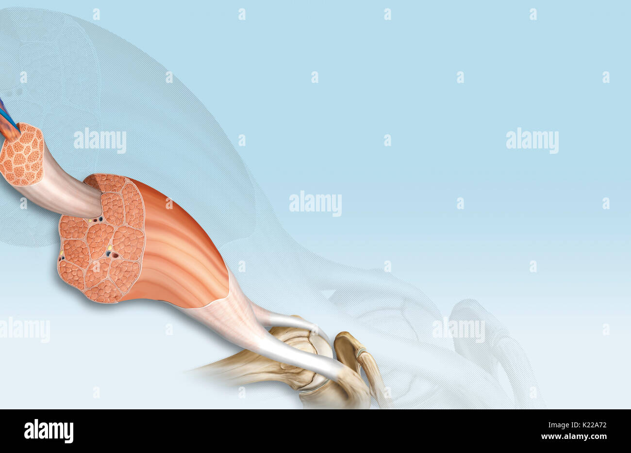 This image shows the structure of a skeletal muscle, revealing the muscle fibers bundle, the motor neuron, the muscle fiber and the myofibril. Stock Photo