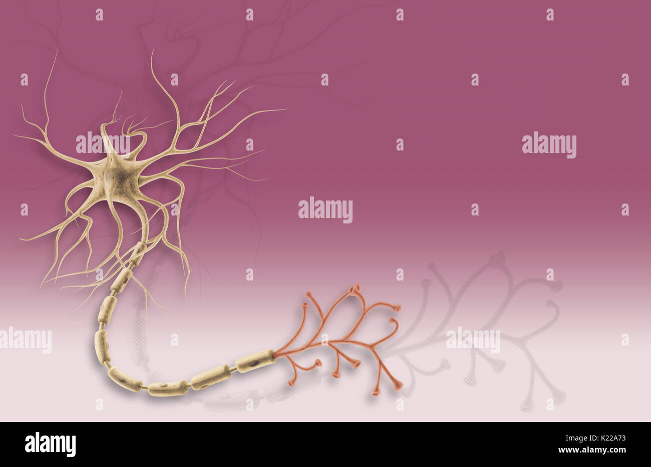 It has short dendrites and one long axon. Stock Photo
