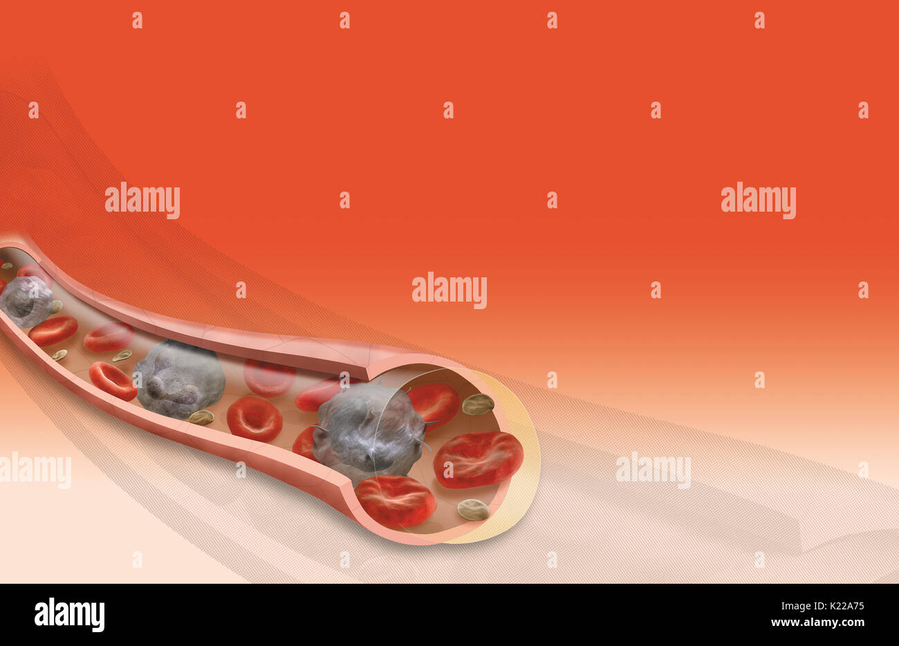 Channel through which blood circulates; there are arteries, capillaries and veins. Stock Photo