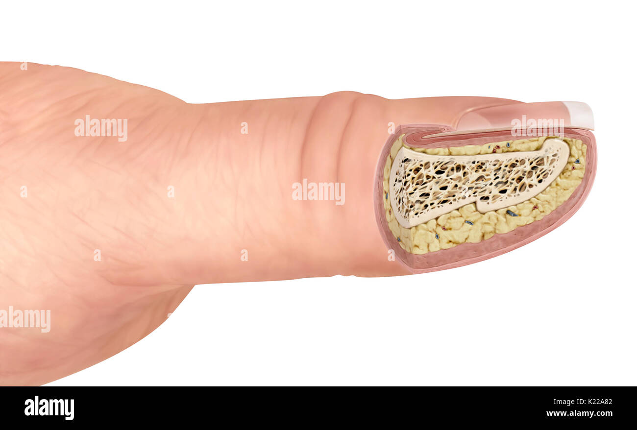 This image shows the interior structure of a finger; the layers of the  nail, the layers of the skin and the bone Stock Photo - Alamy
