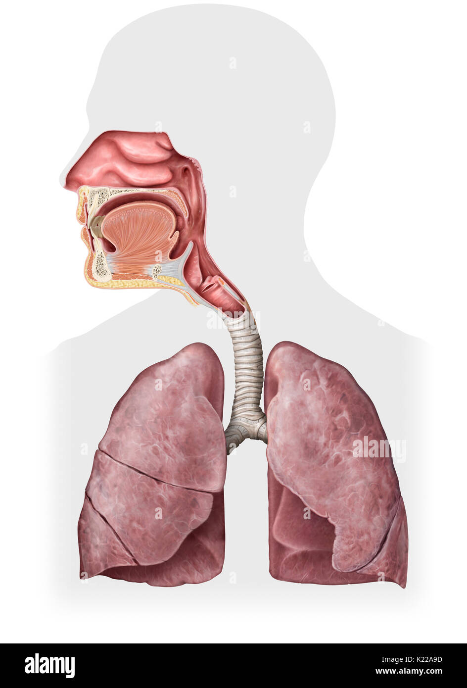 This image shows the organs of the respiratory system, which are the nasal cavity, the epiglottis, the pharynx, the larynx, the trachea, the lungs and the diaphragm. Stock Photo